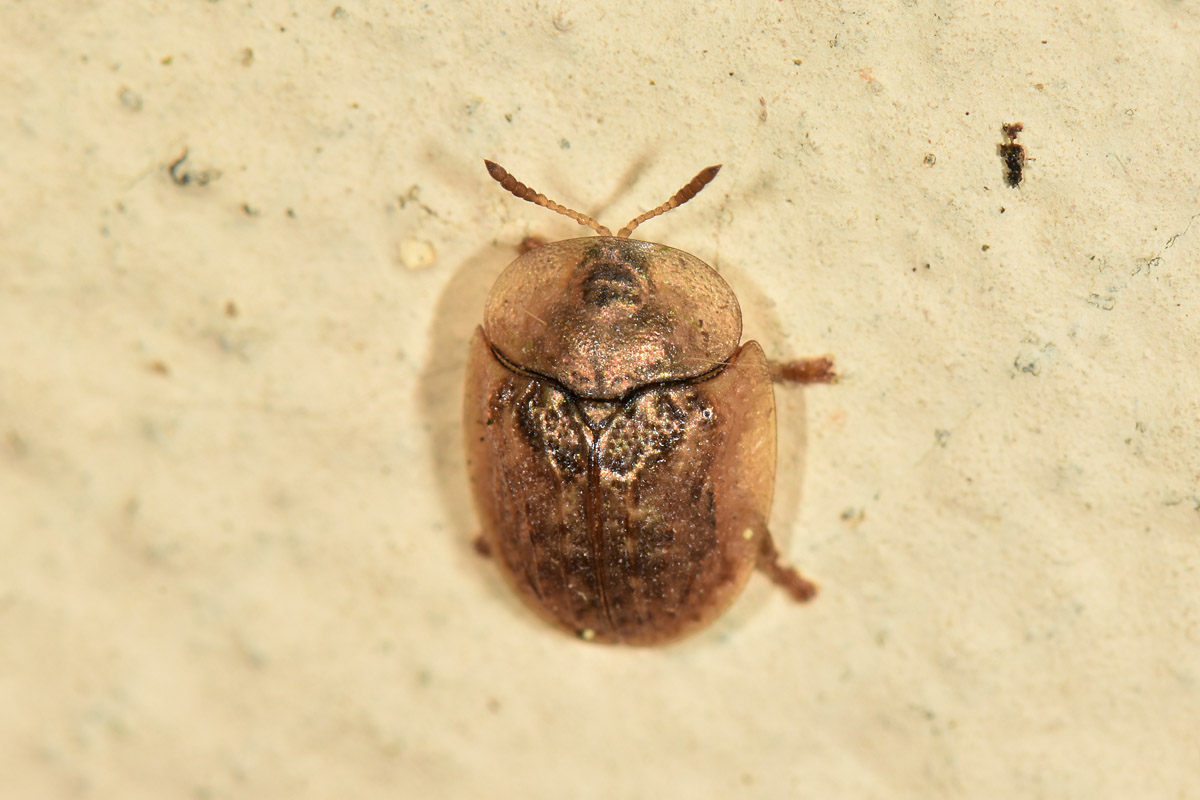 Chrysomelidae: Hypocassida cfr. subferruginea